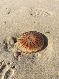 High angle view of seashell on beach