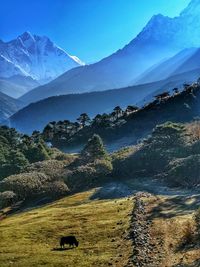 In the himalayan mountains, with the yak on the field