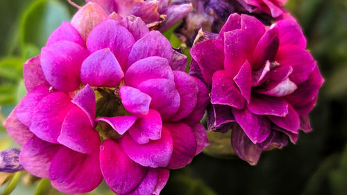 Close-up of pink flowering plant