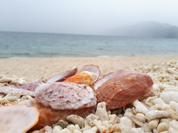 Close-up of seashells on beach against sky
