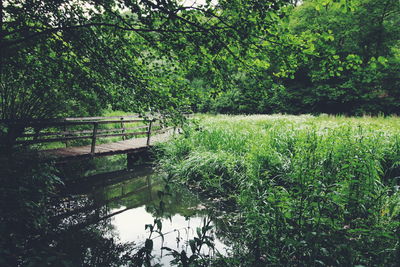 Scenic view of lake amidst trees