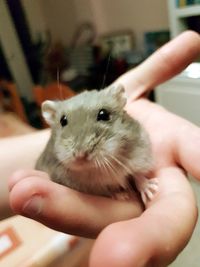 Close-up of hand holding cat