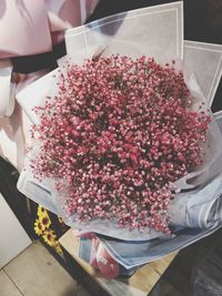 High angle view of pink flowering plant