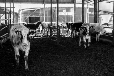 Cows standing in ranch