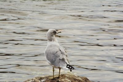 Seagull perching on a lake