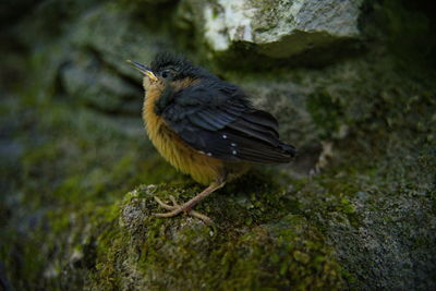 Close-up of bird perching on rock