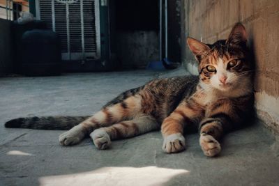 cat