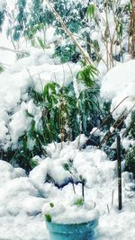 Snow covered trees