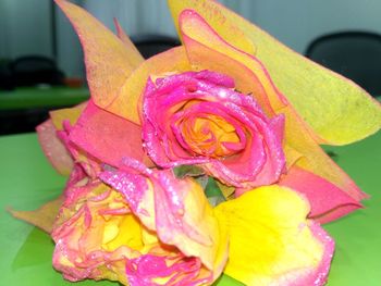 Close-up of wet pink rose flower