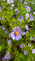 Close-up of fresh purple flowers blooming in park