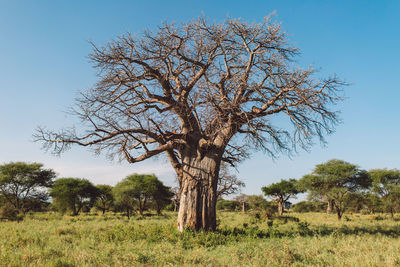 Baobab tree