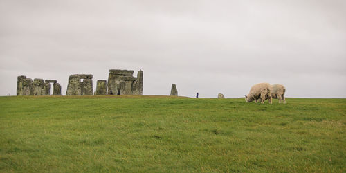 Hay bales in a field