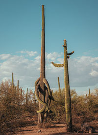 Tall saguaros with white clouds in blue sky, vertical image. high quality photo