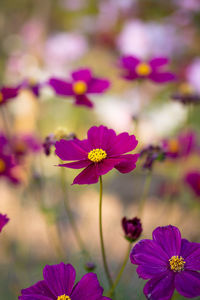 Close-up of pink cosmos flowers