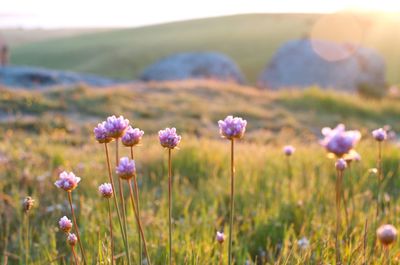 Close-up of purple flowering plants on field