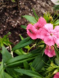 Close-up of pink flowering plant