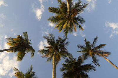 Low angle view of palm trees against sky