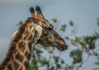 Low angle view of giraffe against sky