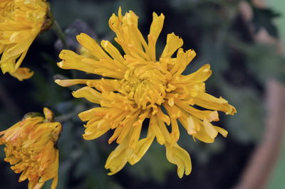 Close-up of yellow flowering plant