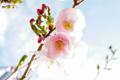 Low angle view of pink flowers on tree against sky