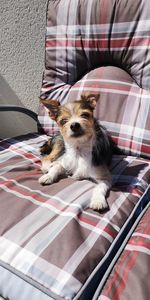 Dog relaxing on bed