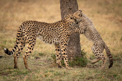 Family of cheetah relaxing on field