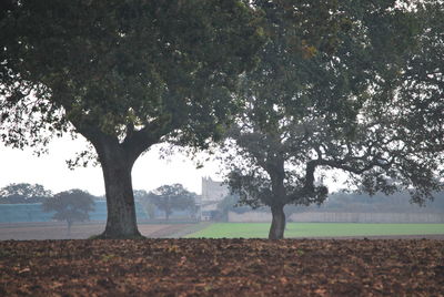 Trees growing in front of field against sky