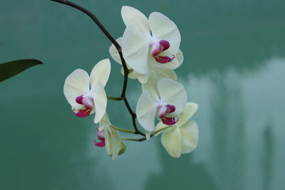 Close-up of white flowering plant