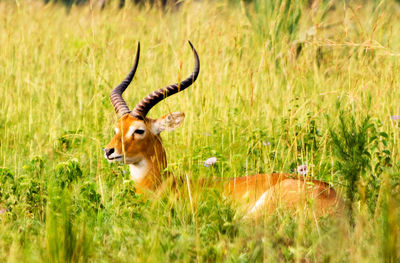 Deer in a field