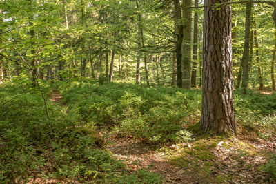 Pine trees in forest