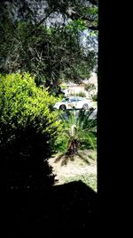 Plants growing on tree trunk
