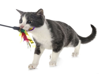 Close-up of a cat looking away over white background