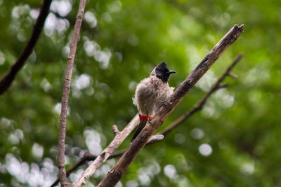 Low angle view of a bird perching on branch