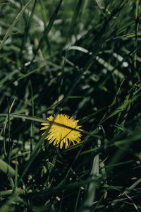 Close-up of yellow flowering plant on land