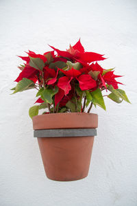 Close-up of red potted plant on table against wall