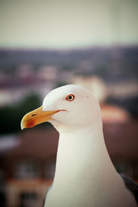 Close-up of seagull