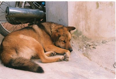 View of a dog sleeping