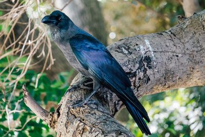 Close-up of bird perching on tree