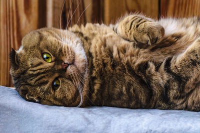 Scottish fold sits on a wooden texture. beautiful multicolor stripes cat with yellow-green eyes