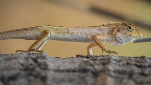 Close-up of lizard on rock