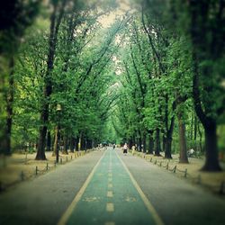 Empty road along trees