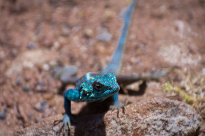 Close-up of blue lizard on field