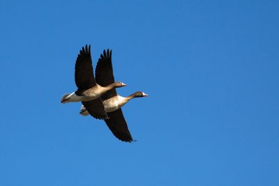 Low angle view of canada geese flying against clear sky