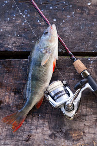 High angle view of fish on wood