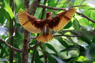 bird