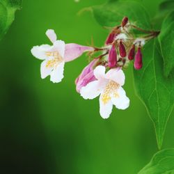 Close-up of white flowers blooming outdoors