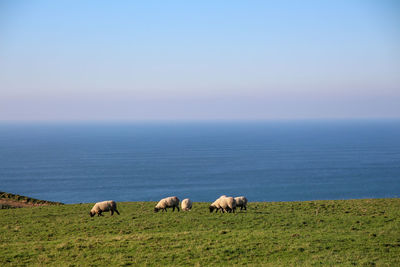 Sheep grazing in the sea