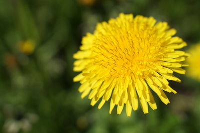 Close-up of yellow dandelion flower