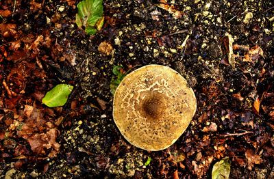 Close-up of mushroom