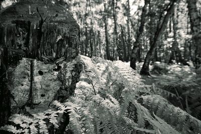 Close-up of tree trunk in forest